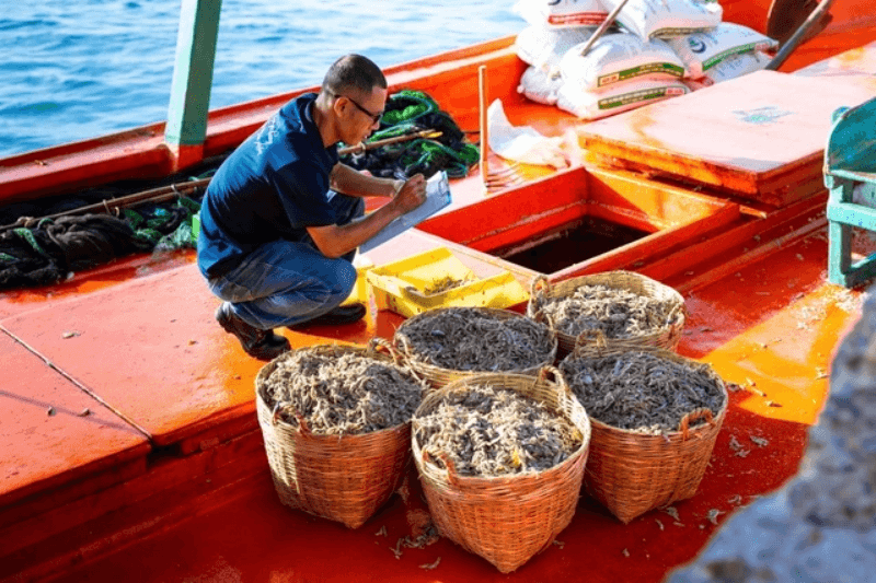 Cá cơm sau khi đánh bắt được trộn muối ngay trên thuyền